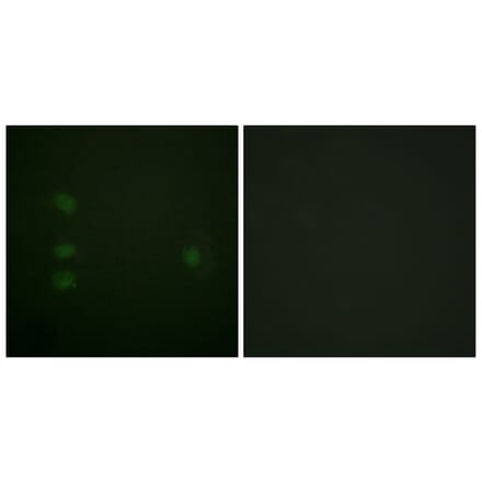 Immunofluorescence - Anti-NPM Antibody (B0694) - Antibodies.com