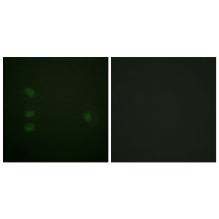 Immunofluorescence - Anti-NPM Antibody (B0694) - Antibodies.com