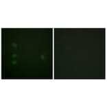 Immunofluorescence - Anti-NPM Antibody (B0694) - Antibodies.com