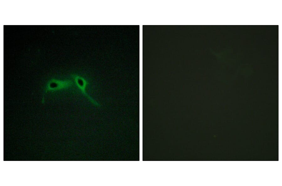 Immunofluorescence - Anti-NF1 Antibody (C13094) - Antibodies.com