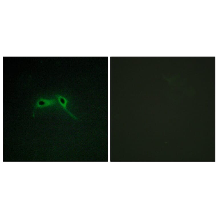 Immunofluorescence - Anti-NF1 Antibody (C13094) - Antibodies.com