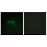 Immunofluorescence - Anti-NF1 Antibody (C13094) - Antibodies.com