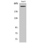 Western Blot - Anti-NF1 Antibody (C13094) - Antibodies.com