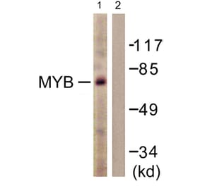 Western Blot - Anti-MYB Antibody (B0515) - Antibodies.com