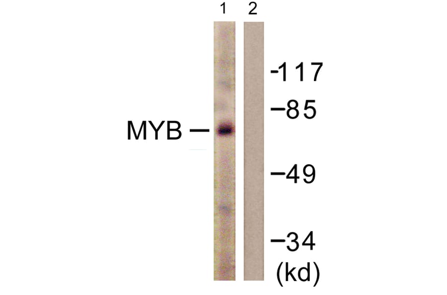 Western Blot - Anti-MYB Antibody (B0515) - Antibodies.com