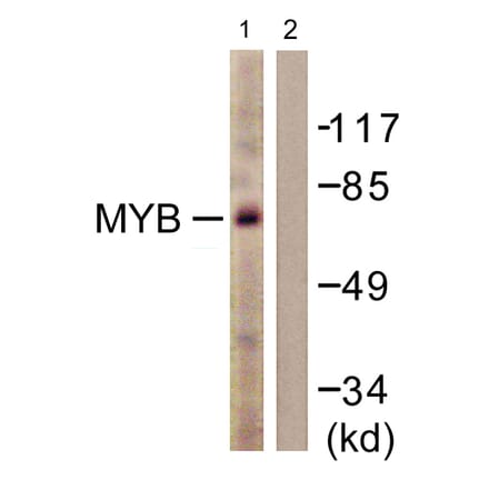 Western Blot - Anti-MYB Antibody (B0515) - Antibodies.com