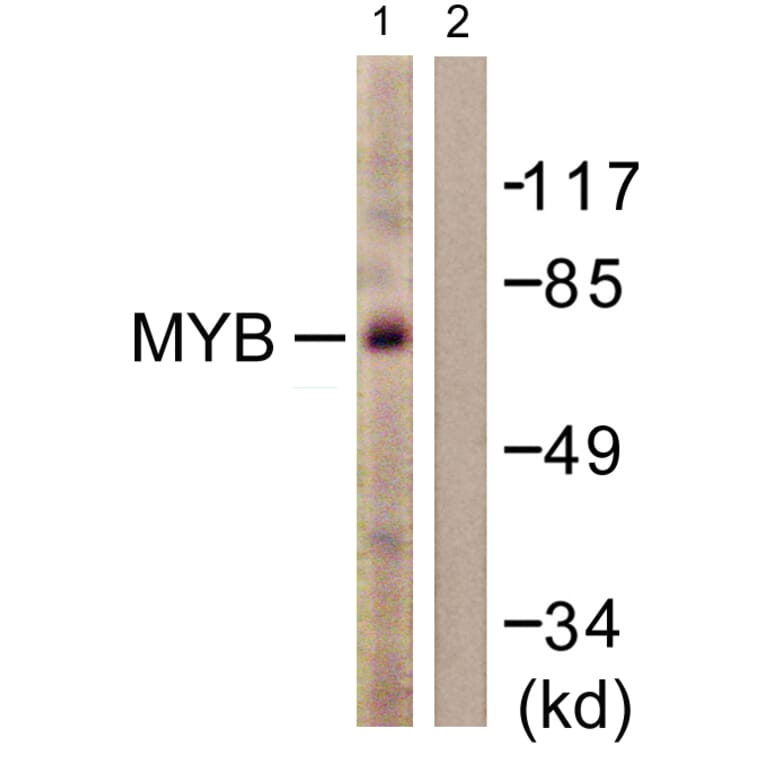 Western Blot - Anti-MYB Antibody (B0515) - Antibodies.com