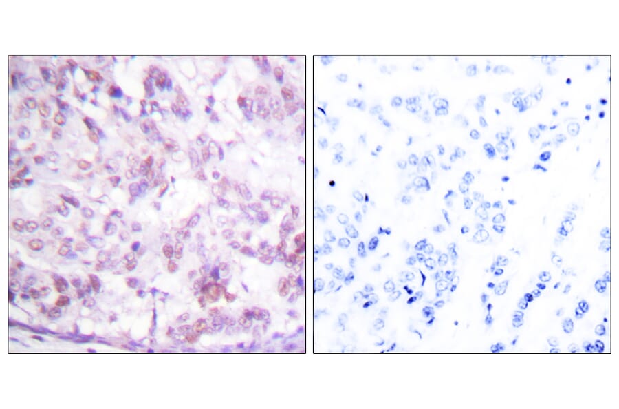 Immunohistochemistry - Anti-MYB Antibody (B0515) - Antibodies.com