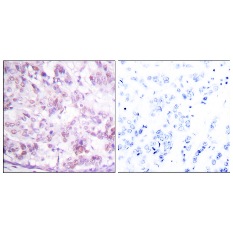 Immunohistochemistry - Anti-MYB Antibody (B0515) - Antibodies.com