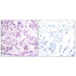 Immunohistochemistry - Anti-MYB Antibody (B0515) - Antibodies.com