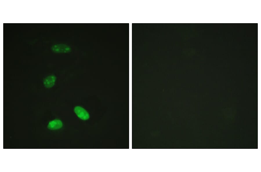 Immunofluorescence - Anti-MYB Antibody (B0515) - Antibodies.com