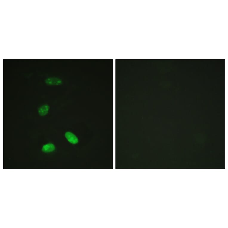 Immunofluorescence - Anti-MYB Antibody (B0515) - Antibodies.com