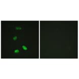 Immunofluorescence - Anti-MYB Antibody (B0515) - Antibodies.com