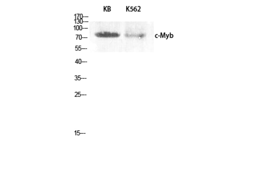 Western Blot - Anti-MYB Antibody (B0515) - Antibodies.com
