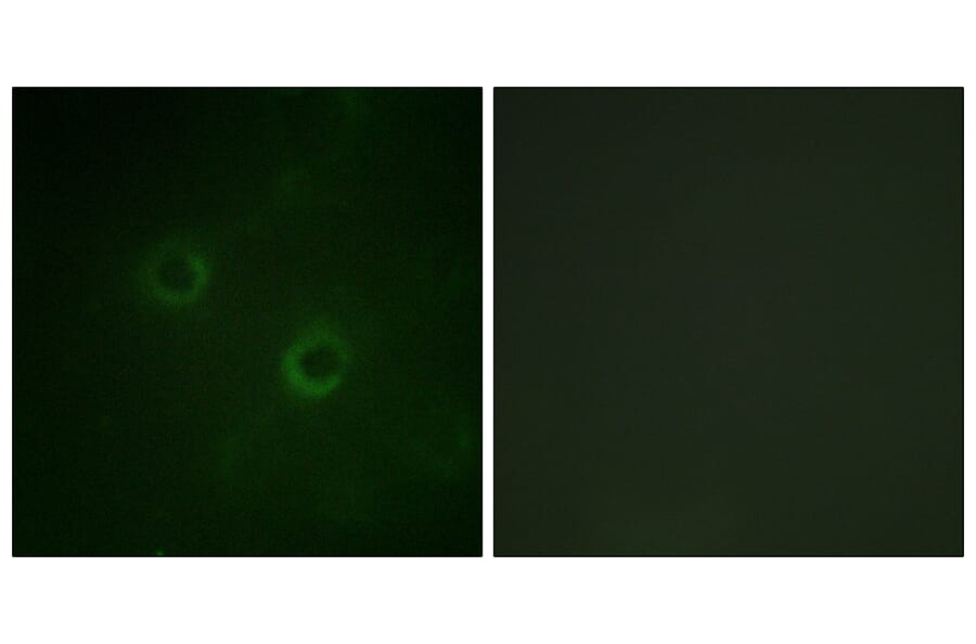 Immunofluorescence - Anti-Lck Antibody (B0506) - Antibodies.com