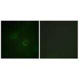 Immunofluorescence - Anti-Lck Antibody (B0506) - Antibodies.com