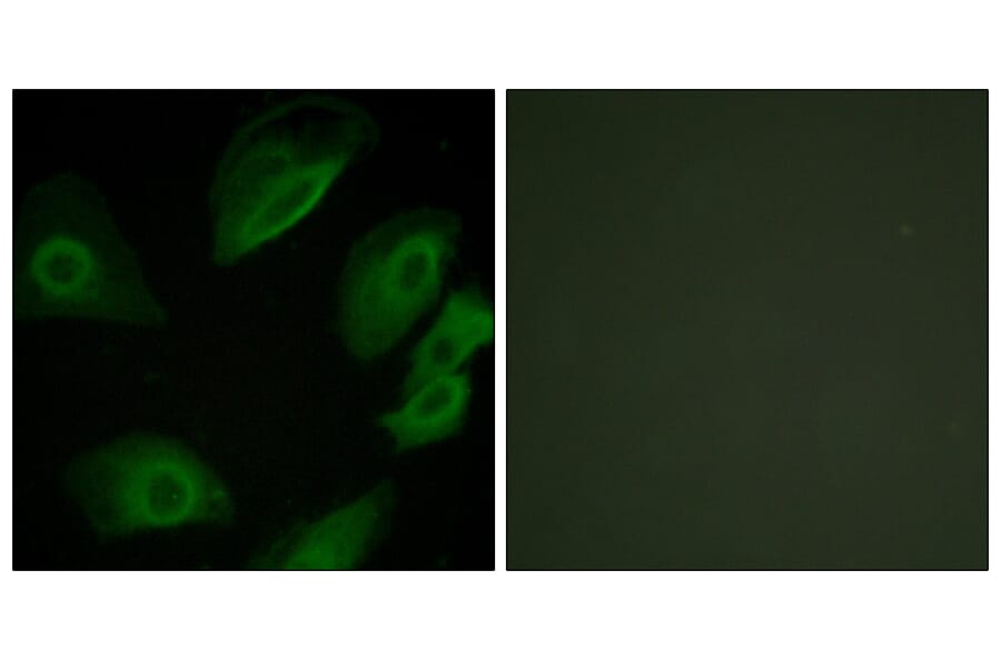 Immunofluorescence - Anti-Lck Antibody (B0505) - Antibodies.com