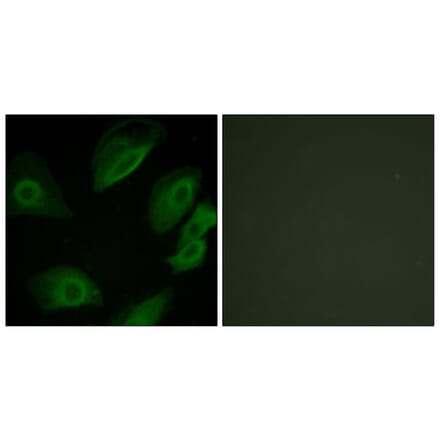 Immunofluorescence - Anti-Lck Antibody (B0505) - Antibodies.com