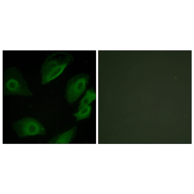 Immunofluorescence - Anti-Lck Antibody (B0505) - Antibodies.com