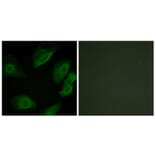 Immunofluorescence - Anti-Lck Antibody (B0505) - Antibodies.com