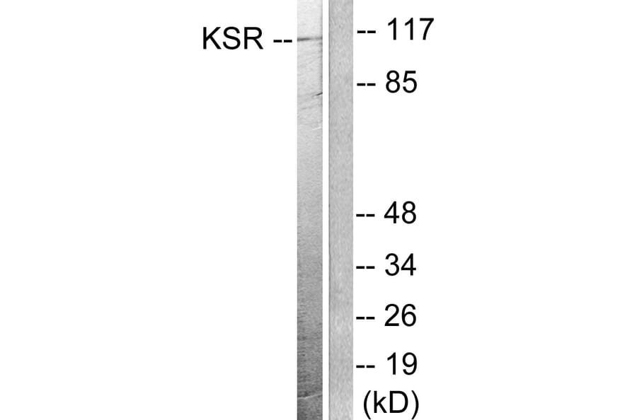 Western Blot - Anti-KSR Antibody (B0075) - Antibodies.com