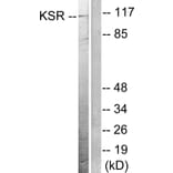 Western Blot - Anti-KSR Antibody (B0075) - Antibodies.com
