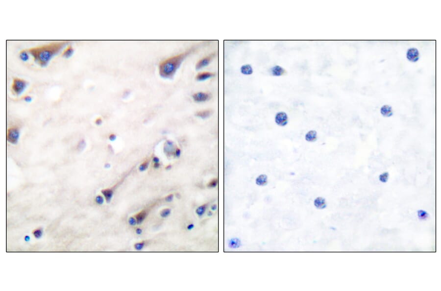 Immunohistochemistry - Anti-KSR Antibody (B0075) - Antibodies.com