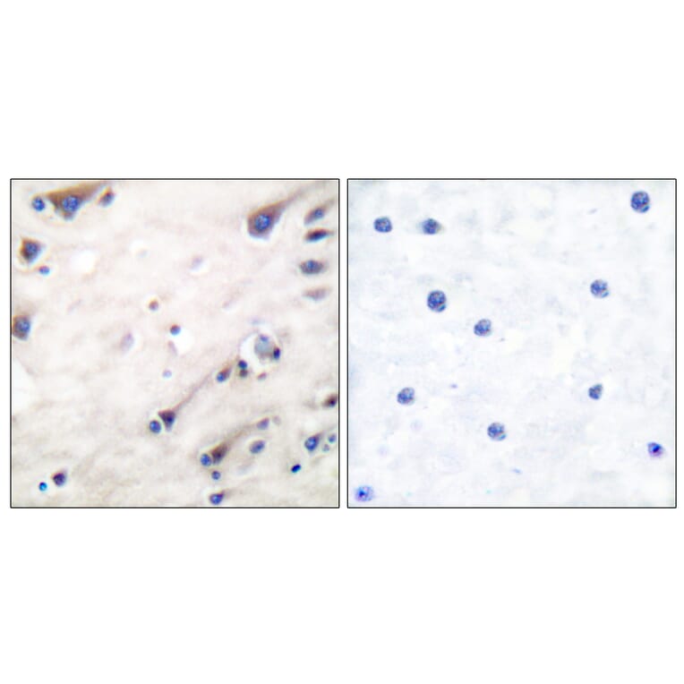 Immunohistochemistry - Anti-KSR Antibody (B0075) - Antibodies.com