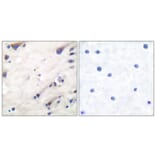 Immunohistochemistry - Anti-KSR Antibody (B0075) - Antibodies.com