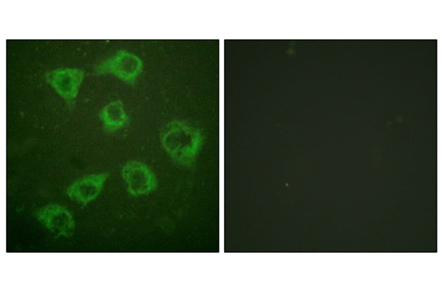 Immunofluorescence - Anti-KSR Antibody (B0075) - Antibodies.com