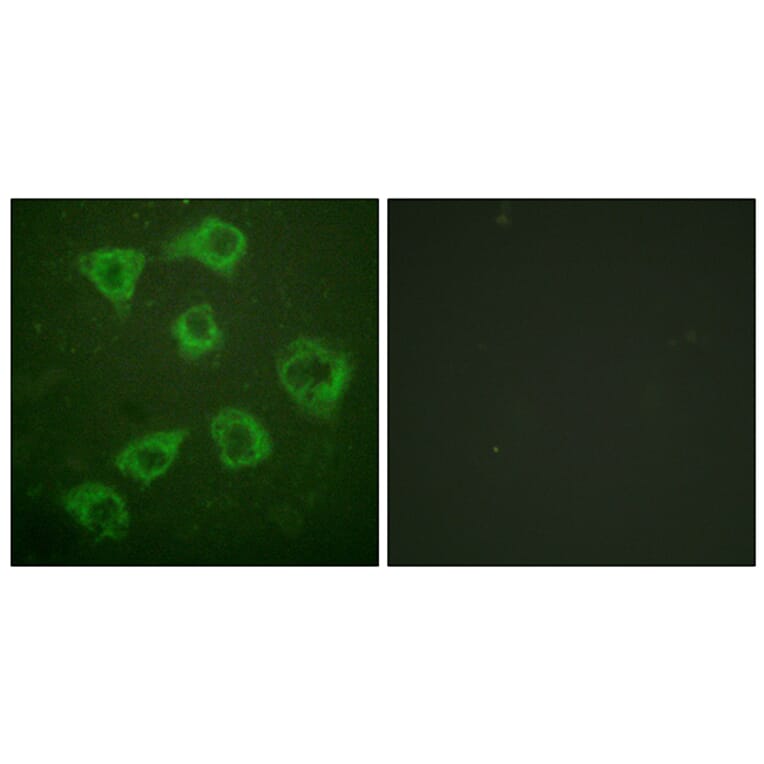 Immunofluorescence - Anti-KSR Antibody (B0075) - Antibodies.com