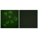 Immunofluorescence - Anti-KSR Antibody (B0075) - Antibodies.com