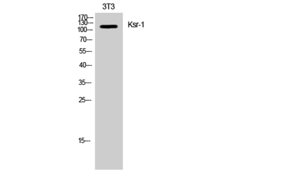 Western Blot - Anti-KSR Antibody (B0075) - Antibodies.com