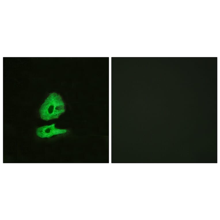 Immunofluorescence - Anti-GLR Antibody (G275) - Antibodies.com