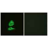 Immunofluorescence - Anti-GLR Antibody (G275) - Antibodies.com