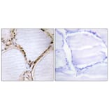 Immunohistochemistry - Anti-ETK Antibody (B0787) - Antibodies.com