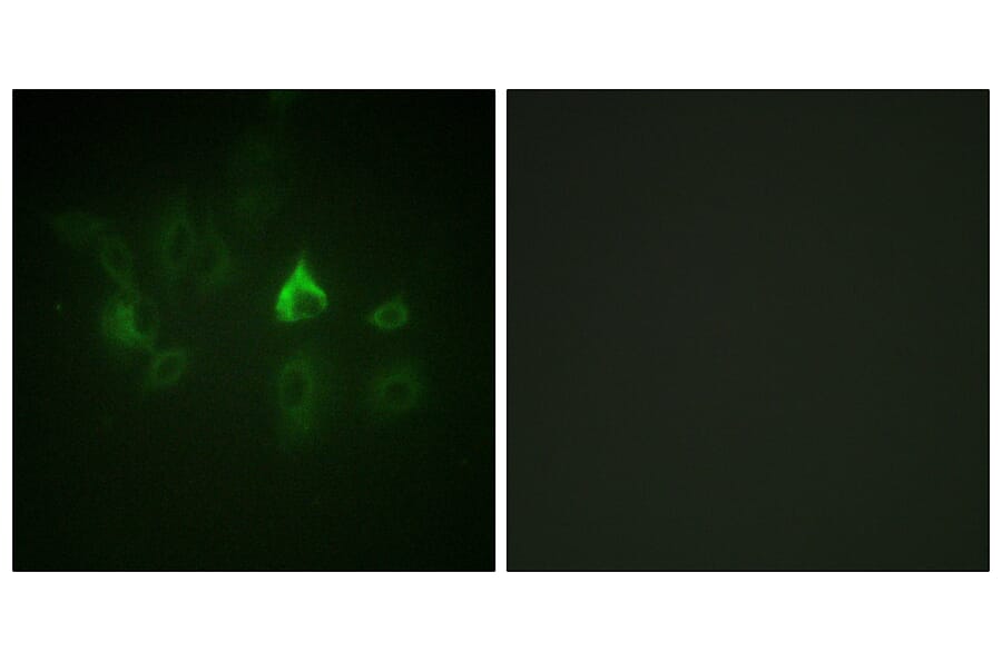 Immunofluorescence - Anti-ETK Antibody (B0787) - Antibodies.com