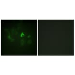 Immunofluorescence - Anti-ETK Antibody (B0787) - Antibodies.com