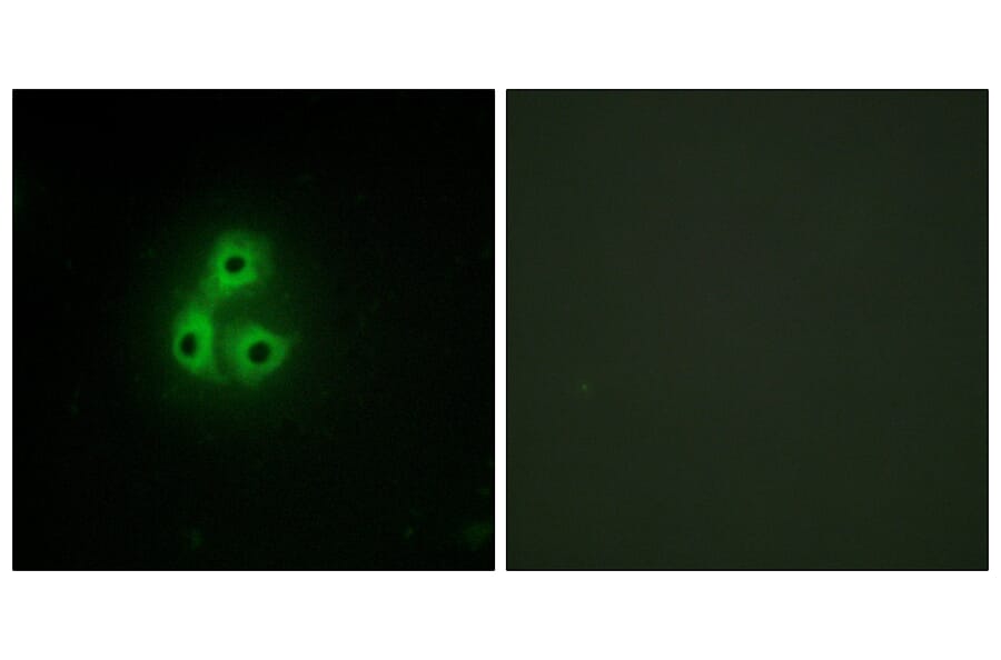 Immunofluorescence - Anti-CSK Antibody (C10598) - Antibodies.com