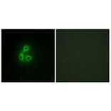Immunofluorescence - Anti-CSK Antibody (C10598) - Antibodies.com