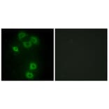 Immunofluorescence - Anti-BMX Antibody (C10688) - Antibodies.com