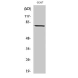 Western Blot - Anti-BMX Antibody (C10688) - Antibodies.com