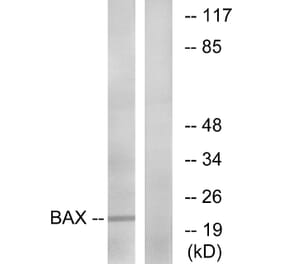 Western Blot - Anti-Bax Antibody (B0773) - Antibodies.com