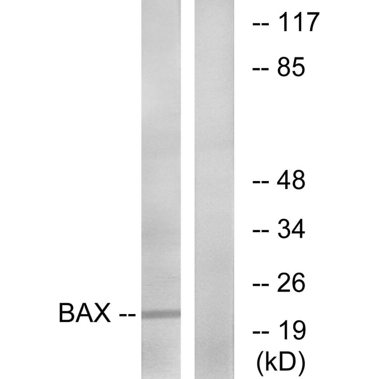 Western Blot - Anti-Bax Antibody (B0773) - Antibodies.com