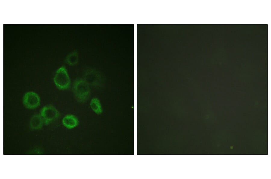 Immunofluorescence - Anti-Bax Antibody (B0773) - Antibodies.com