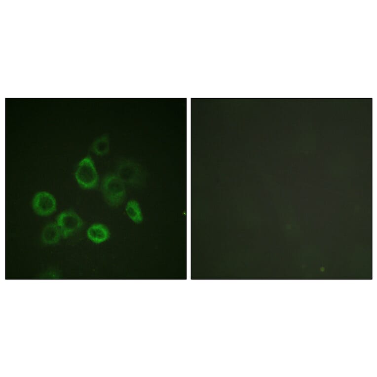 Immunofluorescence - Anti-Bax Antibody (B0773) - Antibodies.com