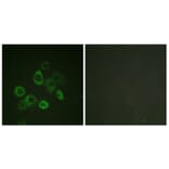 Immunofluorescence - Anti-Bax Antibody (B0773) - Antibodies.com