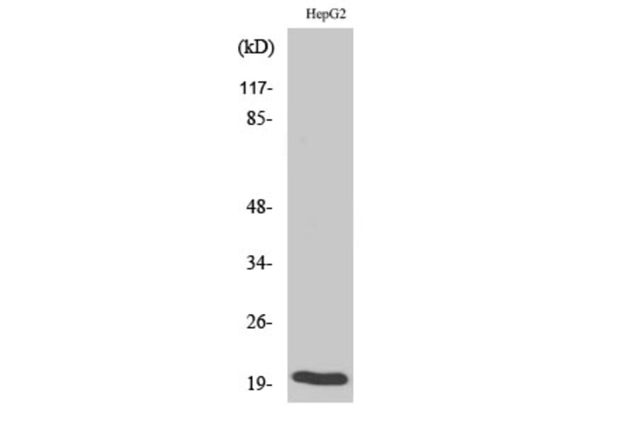 Western Blot - Anti-Bax Antibody (B0773) - Antibodies.com