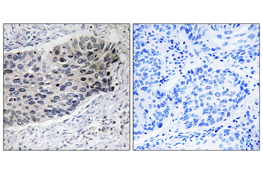 Immunohistochemistry - Anti-PC Antibody (C18099) - Antibodies.com