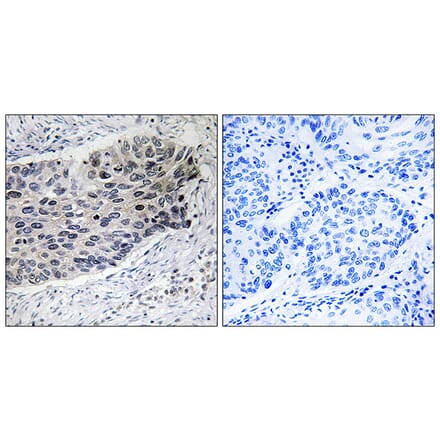 Immunohistochemistry - Anti-PC Antibody (C18099) - Antibodies.com